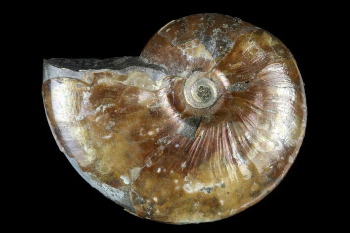 Ammonite (Beudanticeras) Fossil - Canada #180829